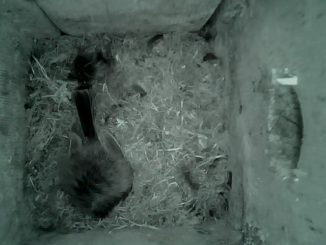 /images/2022/May/Tuesday-17/large/birdcam_03_01_55.jpg