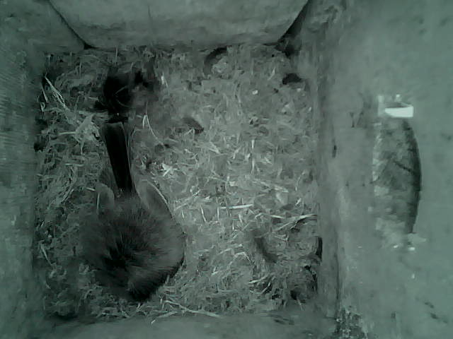 /images/2022/May/Tuesday-17/large/birdcam_03_06_56.jpg