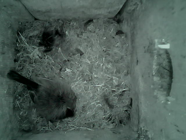 /images/2022/May/Tuesday-17/large/birdcam_03_12_02.jpg
