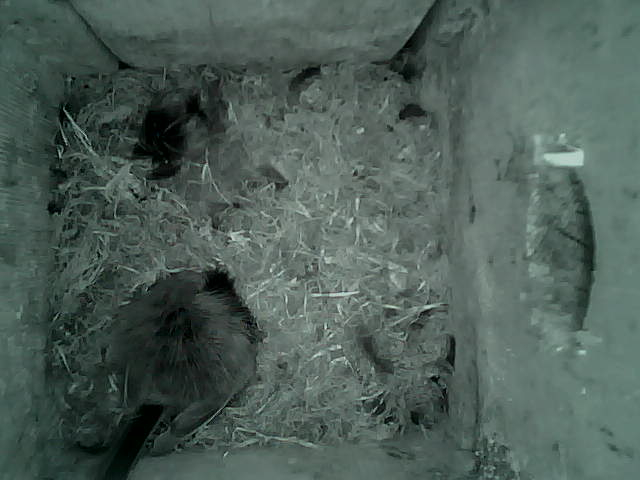 /images/2022/May/Tuesday-17/large/birdcam_03_16_58.jpg