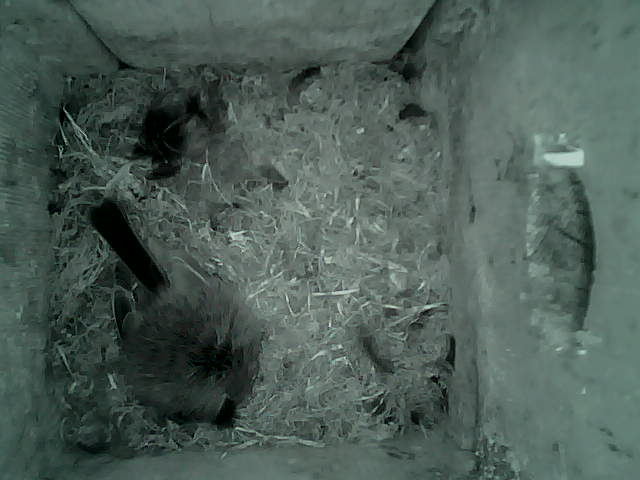 /images/2022/May/Tuesday-17/large/birdcam_03_22_02.jpg