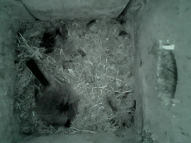 /images/2022/May/Tuesday-17/large/birdcam_03_27_00.jpg