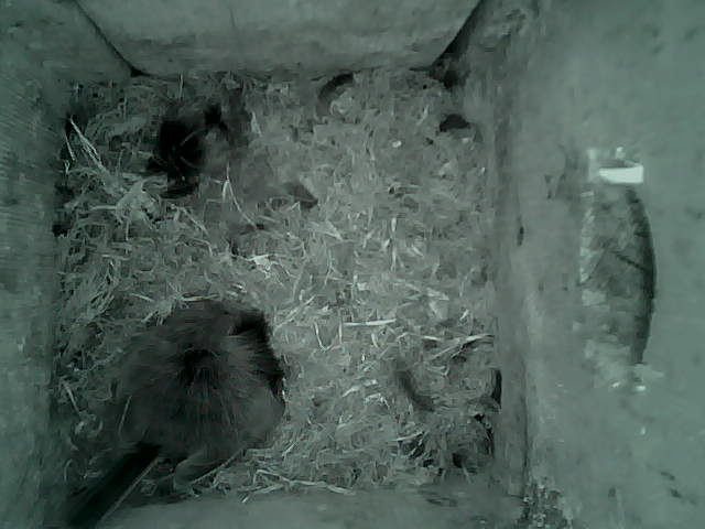 /images/2022/May/Tuesday-17/large/birdcam_03_37_02.jpg