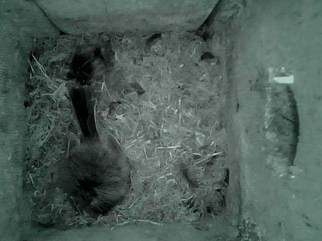/images/2022/May/Tuesday-17/large/birdcam_03_47_05.jpg