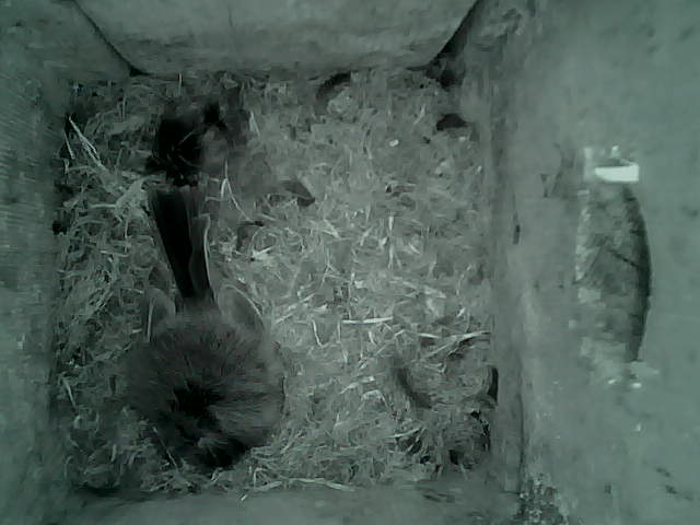 /images/2022/May/Tuesday-17/large/birdcam_03_52_08.jpg
