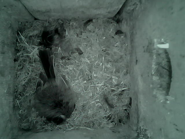 /images/2022/May/Tuesday-17/large/birdcam_04_02_09.jpg