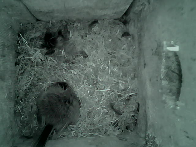 /images/2022/May/Tuesday-17/large/birdcam_04_37_16.jpg