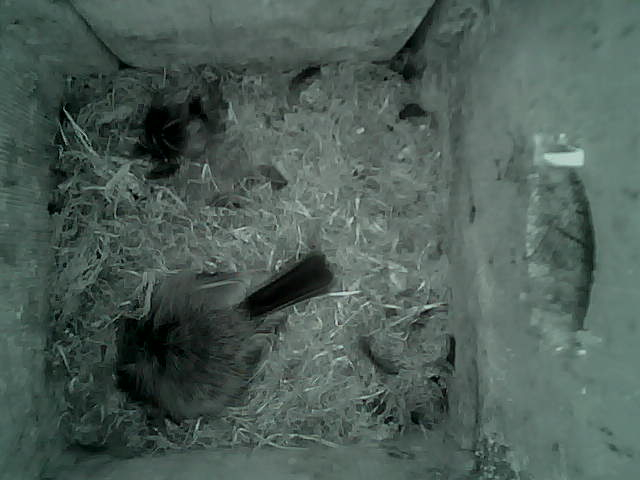 /images/2022/May/Tuesday-17/large/birdcam_04_57_20.jpg