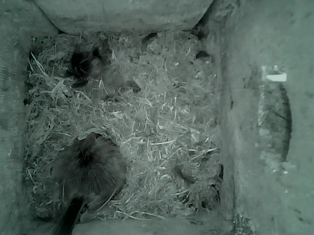 /images/2022/May/Tuesday-17/large/birdcam_05_32_27.jpg