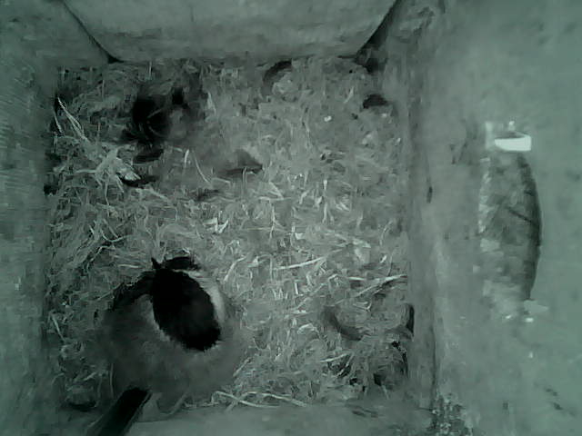 /images/2022/May/Tuesday-17/large/birdcam_05_37_27.jpg