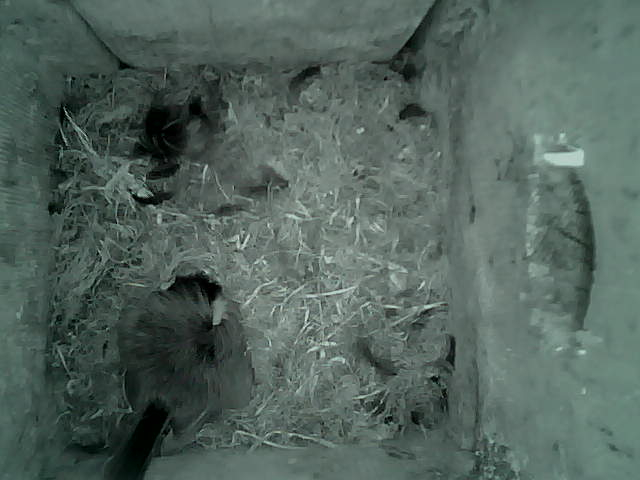 /images/2022/May/Tuesday-17/large/birdcam_05_42_28.jpg