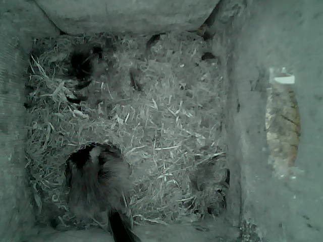 /images/2022/May/Tuesday-17/large/birdcam_06_22_33.jpg