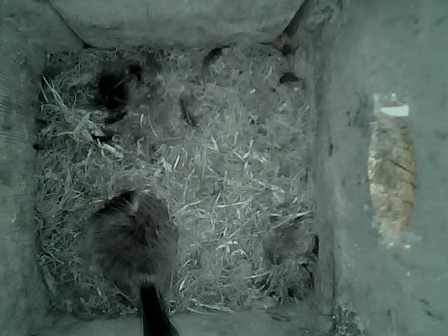 /images/2022/May/Tuesday-17/large/birdcam_06_37_38.jpg