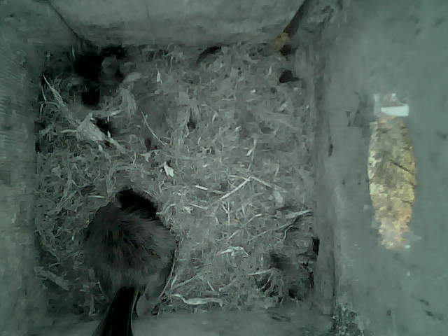/images/2022/May/Tuesday-17/large/birdcam_07_02_37.jpg