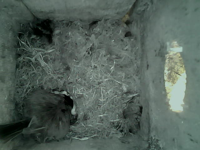 /images/2022/May/Tuesday-17/large/birdcam_08_02_44.jpg