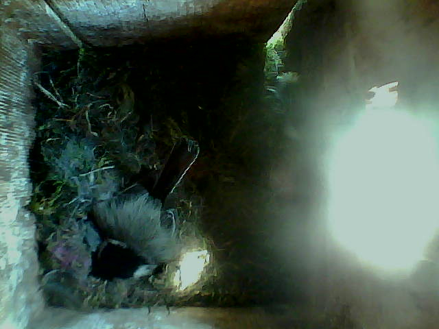 /images/2022/May/Tuesday-17/large/birdcam_10_01_08.jpg