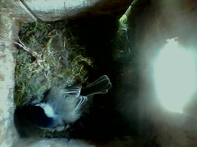 /images/2022/May/Tuesday-17/large/birdcam_11_57_12.jpg