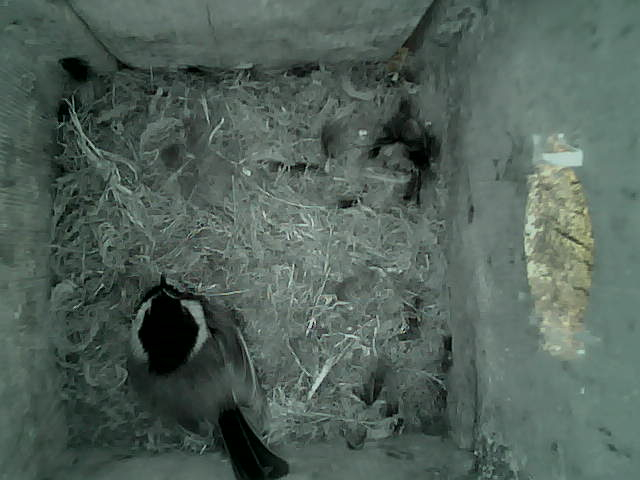 /images/2022/May/Tuesday-17/large/birdcam_18_04_01.jpg