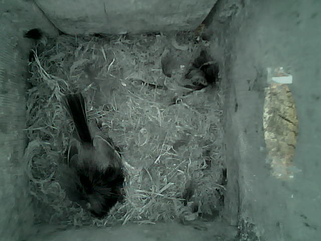 /images/2022/May/Tuesday-17/large/birdcam_18_54_25.jpg