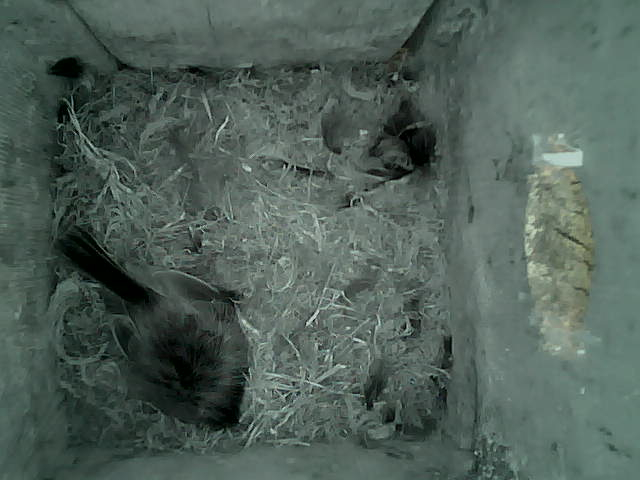 /images/2022/May/Tuesday-17/large/birdcam_19_04_04.jpg
