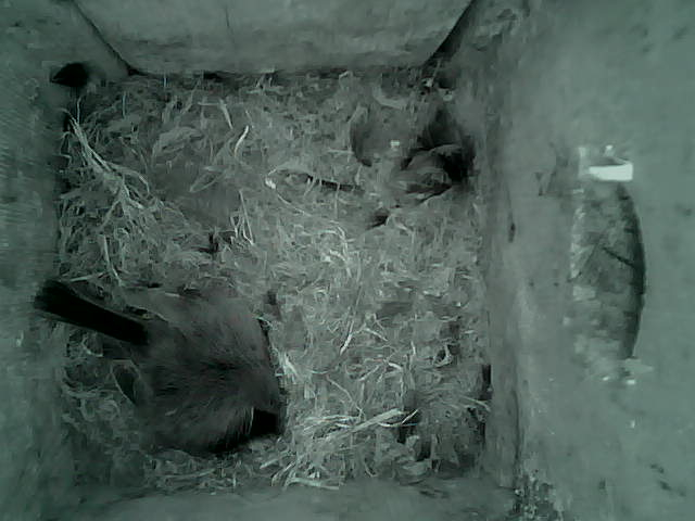 /images/2022/May/Tuesday-17/large/birdcam_21_20_56.jpg