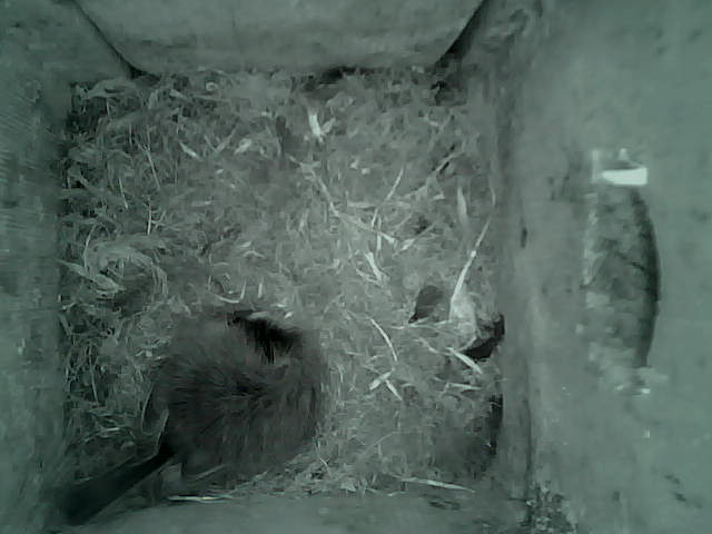 /images/2022/May/Tuesday-24/large/birdcam_03_54_02.jpg