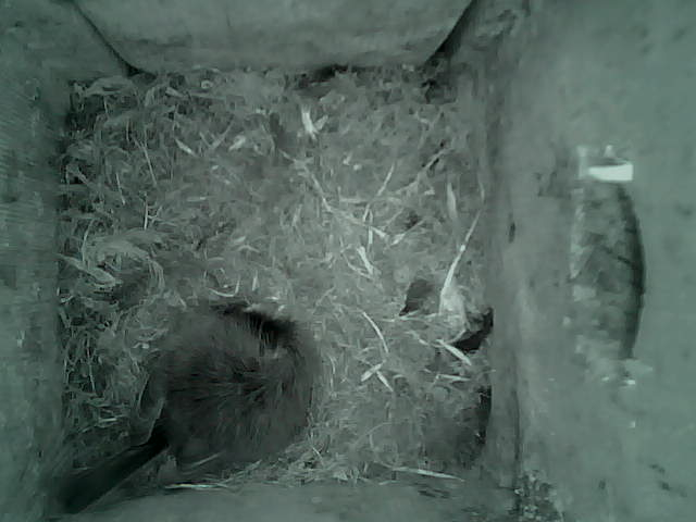 /images/2022/May/Tuesday-24/large/birdcam_03_59_06.jpg
