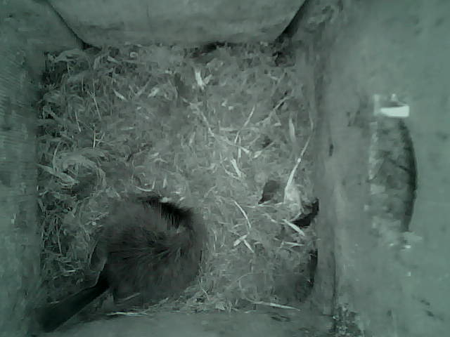 /images/2022/May/Tuesday-24/large/birdcam_04_04_03.jpg