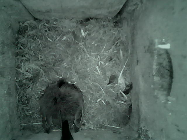 /images/2022/May/Tuesday-24/large/birdcam_04_19_05.jpg