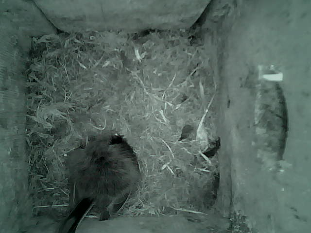 /images/2022/May/Tuesday-24/large/birdcam_05_24_11.jpg