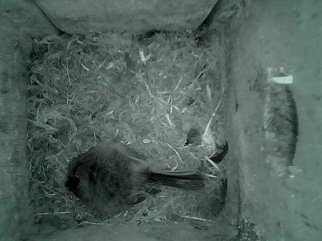 /images/2022/May/Tuesday-24/large/birdcam_05_44_26.jpg