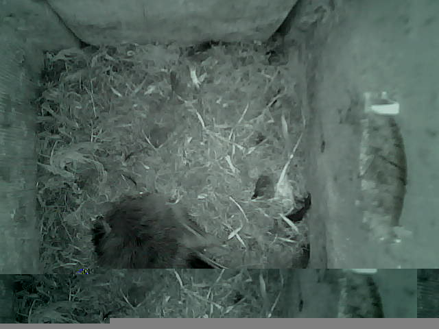 /images/2022/May/Tuesday-24/large/birdcam_06_00_41.jpg