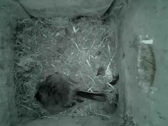 /images/2022/May/Tuesday-24/large/birdcam_06_05_18.jpg