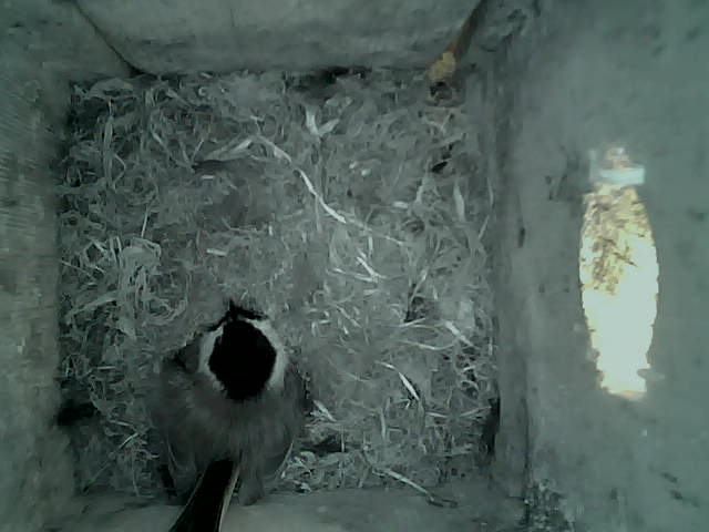 /images/2022/May/Tuesday-24/large/birdcam_08_23_30.jpg