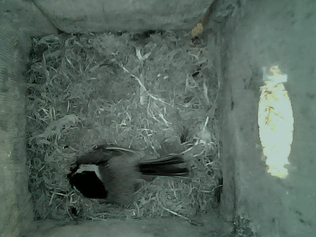 /images/2022/May/Tuesday-24/large/birdcam_09_15_24.jpg
