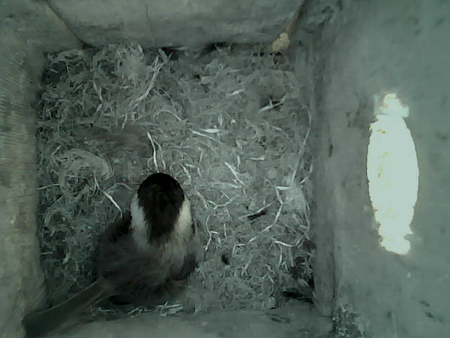 /images/2022/May/Tuesday-24/large/birdcam_12_56_09.jpg