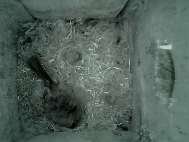 /images/2022/May/Tuesday-24/large/birdcam_20_26_16.jpg
